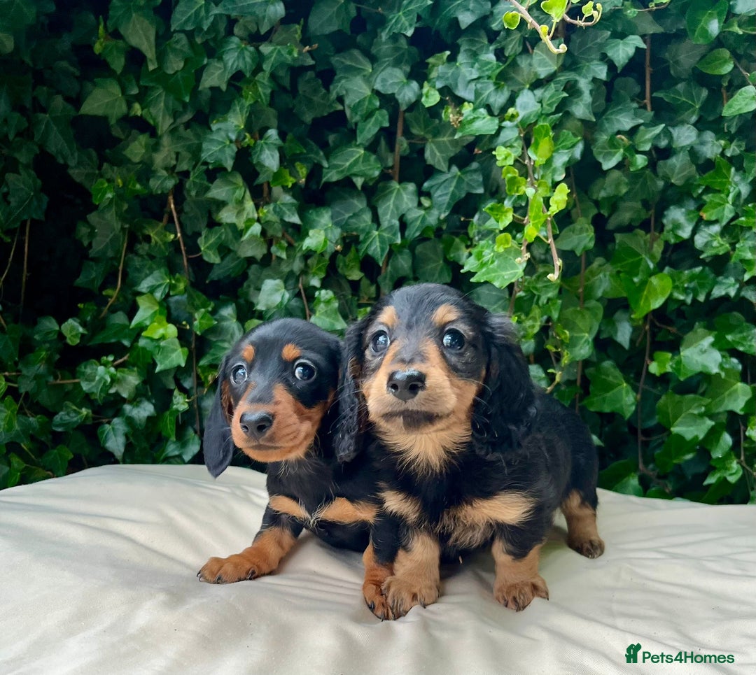 Dachshund dogs for sale: Beautiful miniature dashund  - Image 4
