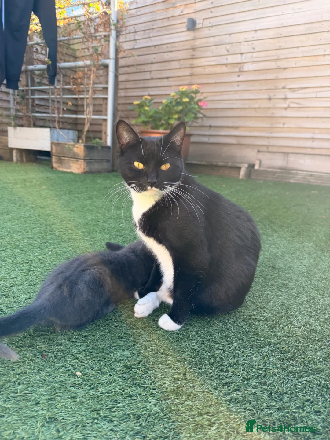 Mixed Breed cats for sale: Lovely girl ready for her new home  - Advert 7