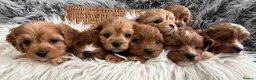Cavapoo dogs for sale: EXCEPTIONAL EXTENSIVELY HEALTH TESTED CAVAPOOS  - Advert 2