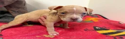 American Bully dogs for sale: American pocket bully puppies for sale 🐾 - Advert 29