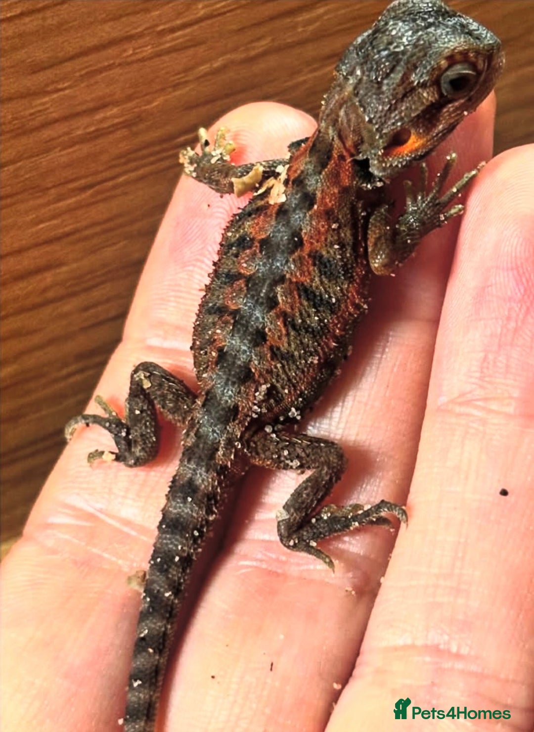 Bearded Dragon reptiles for sale: Baby bearded dragons 6 weeks old - Image 3