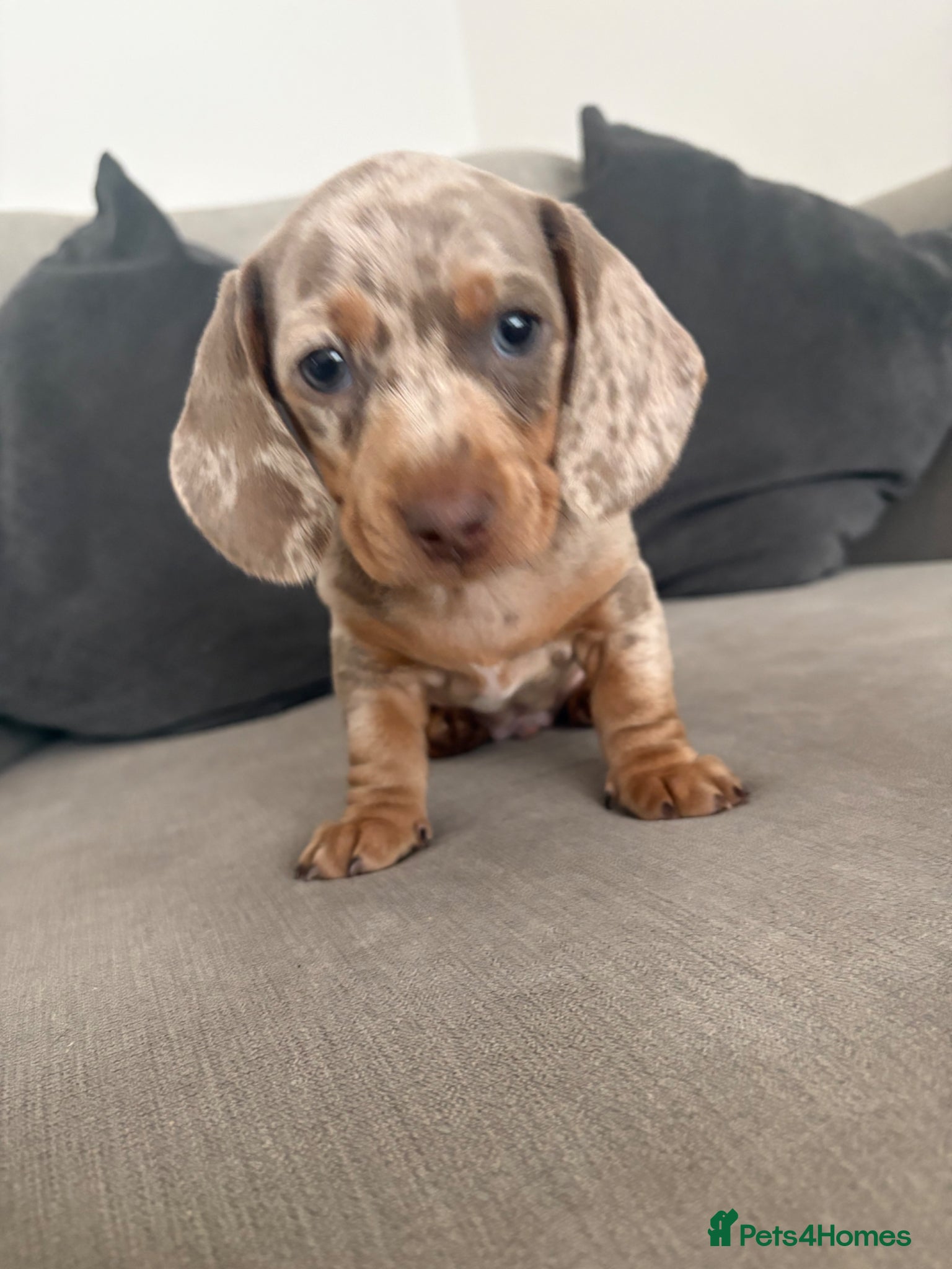 Dachshund dogs Dapple/lilac sausage dogs  - Advert 18