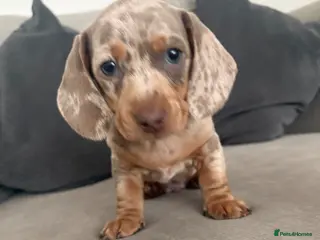 Dachshund dogs Dapple/lilac sausage dogs - Advert 18