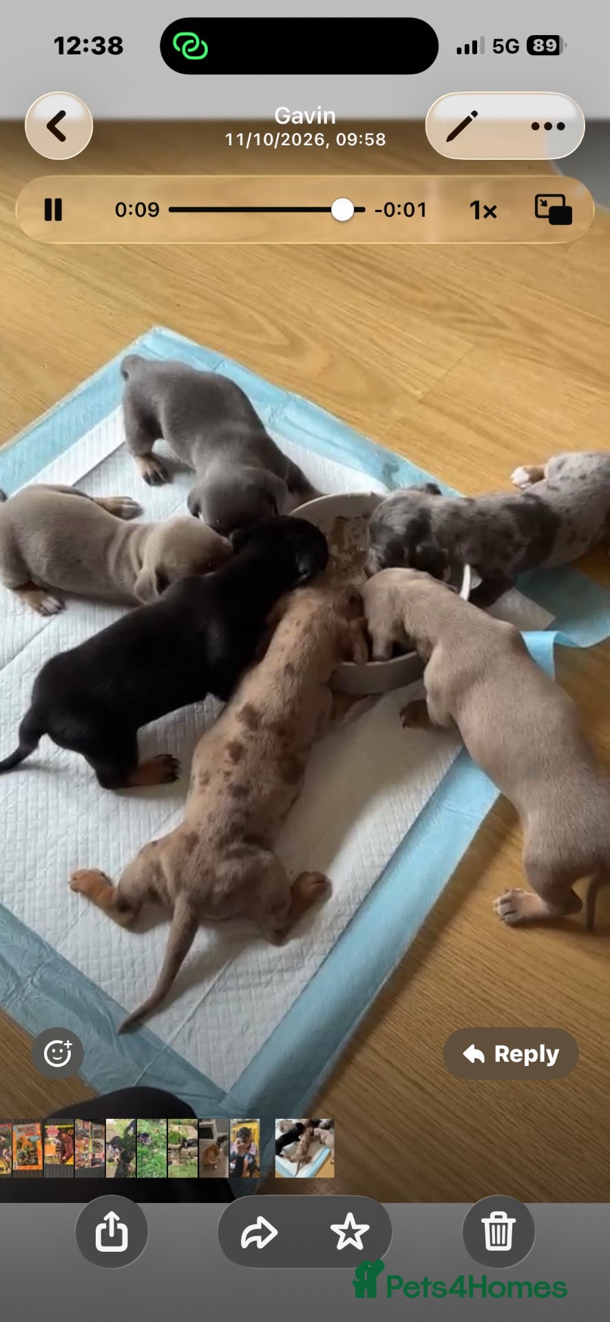 Miniature Dachshund dogs KC Miniture daschund short haired puppies - Advert 15