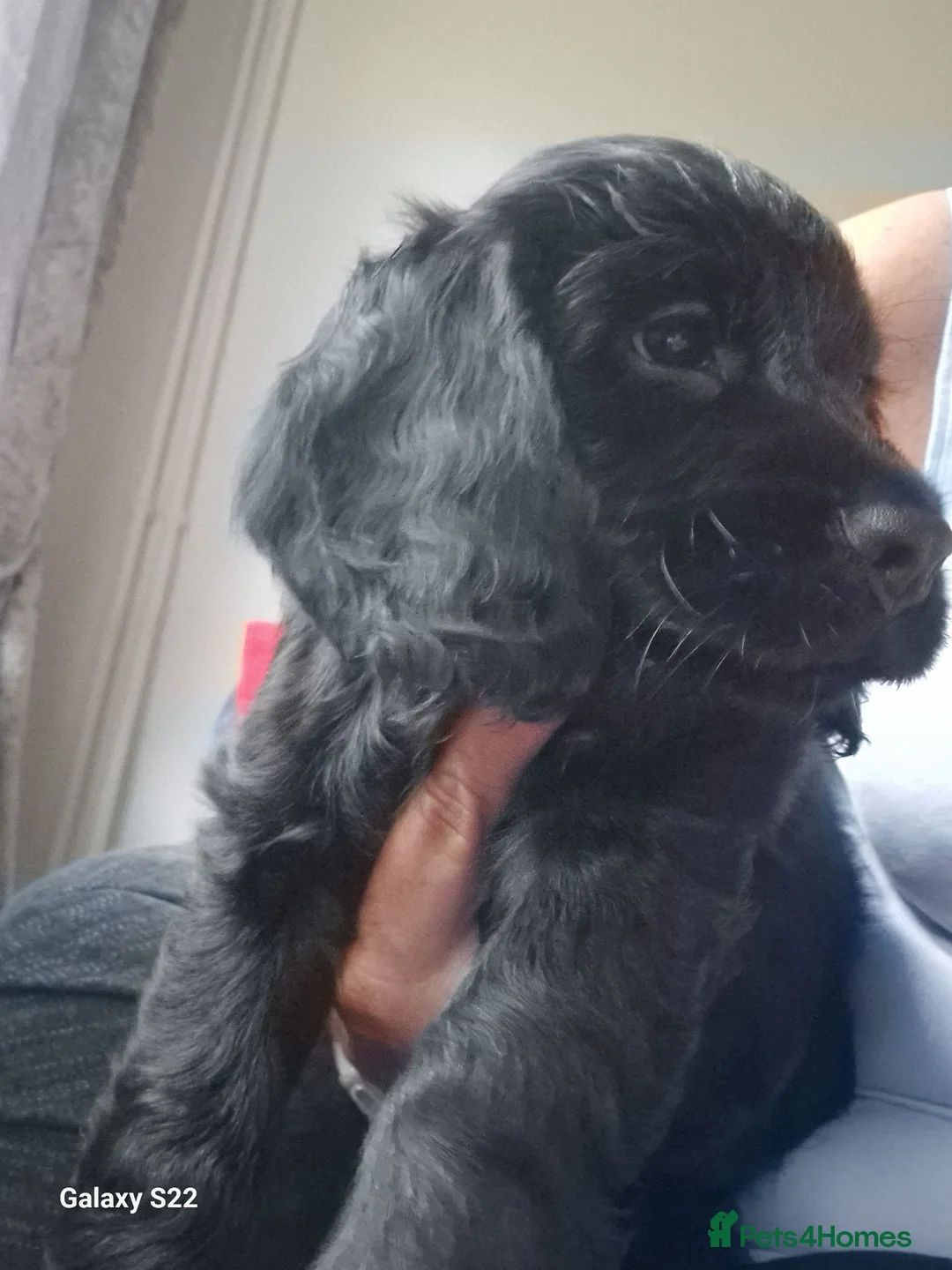 Cocker Spaniel dogs for sale: Gorgeous cocker spaniel puppies  in Herne Bay - Advert 9