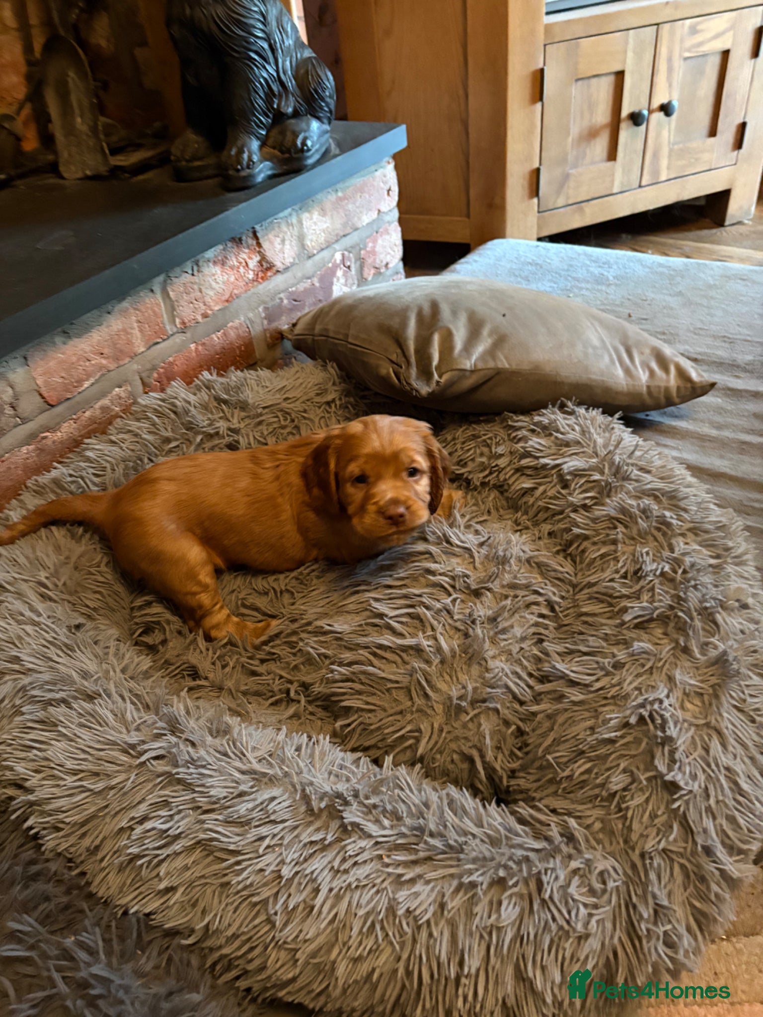 Cocker Spaniel dogs My pretty bitch Maisie has had six gorgeous pups - Advert 2