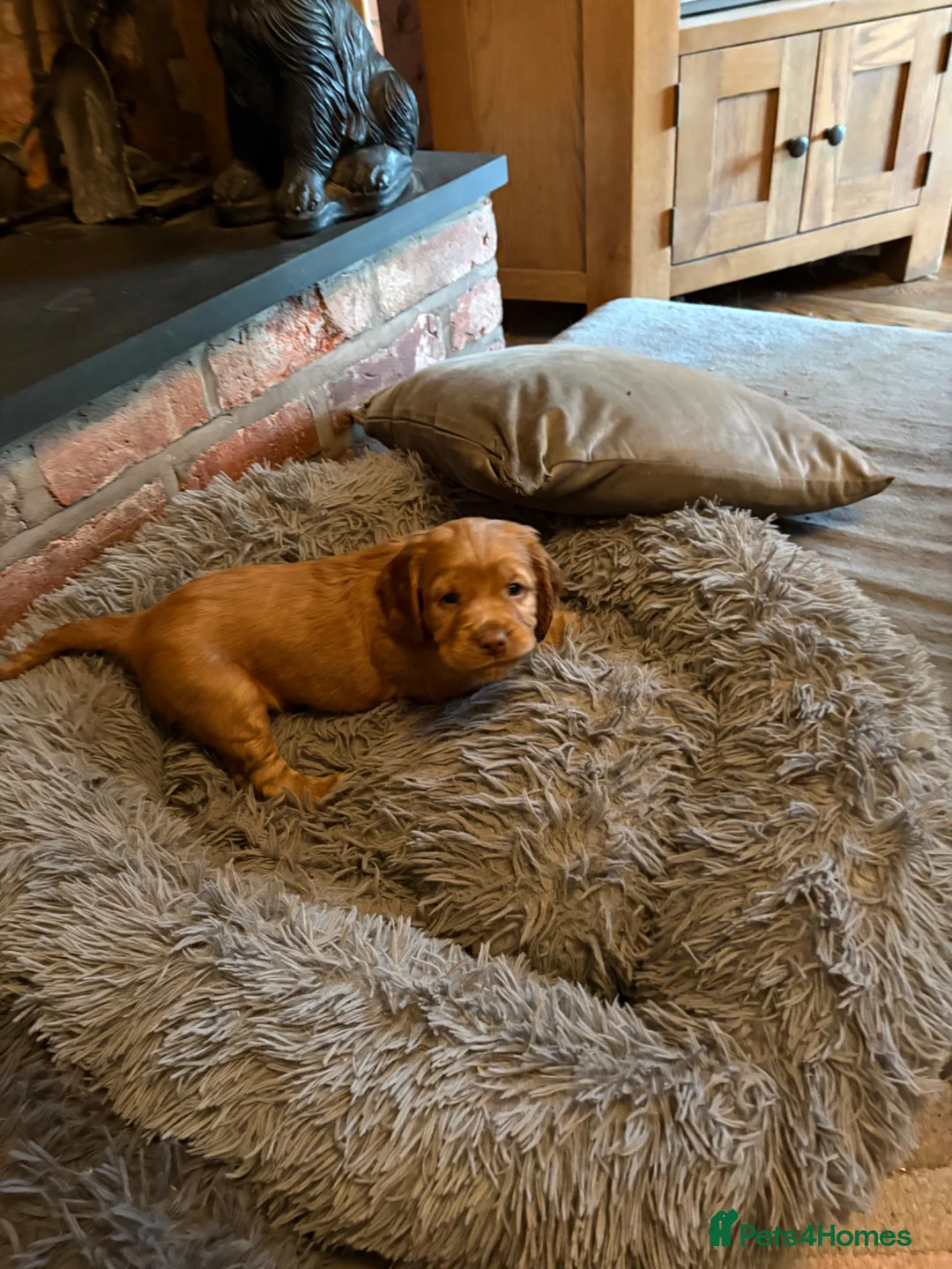 Cocker Spaniel dogs for sale: My pretty bitch Maisie has had six gorgeous pups in Shrewsbury - Advert 2