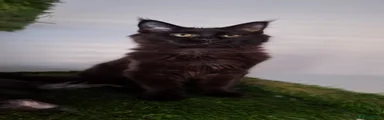 Maine Coon Kitten 2