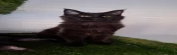 Maine Coon cats for sale: Tica register Maine Coon kittens  - Advert 9