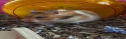 Hamster rodents for sale: Female hamster approx 5 months old in Swadlincote - Advert 2