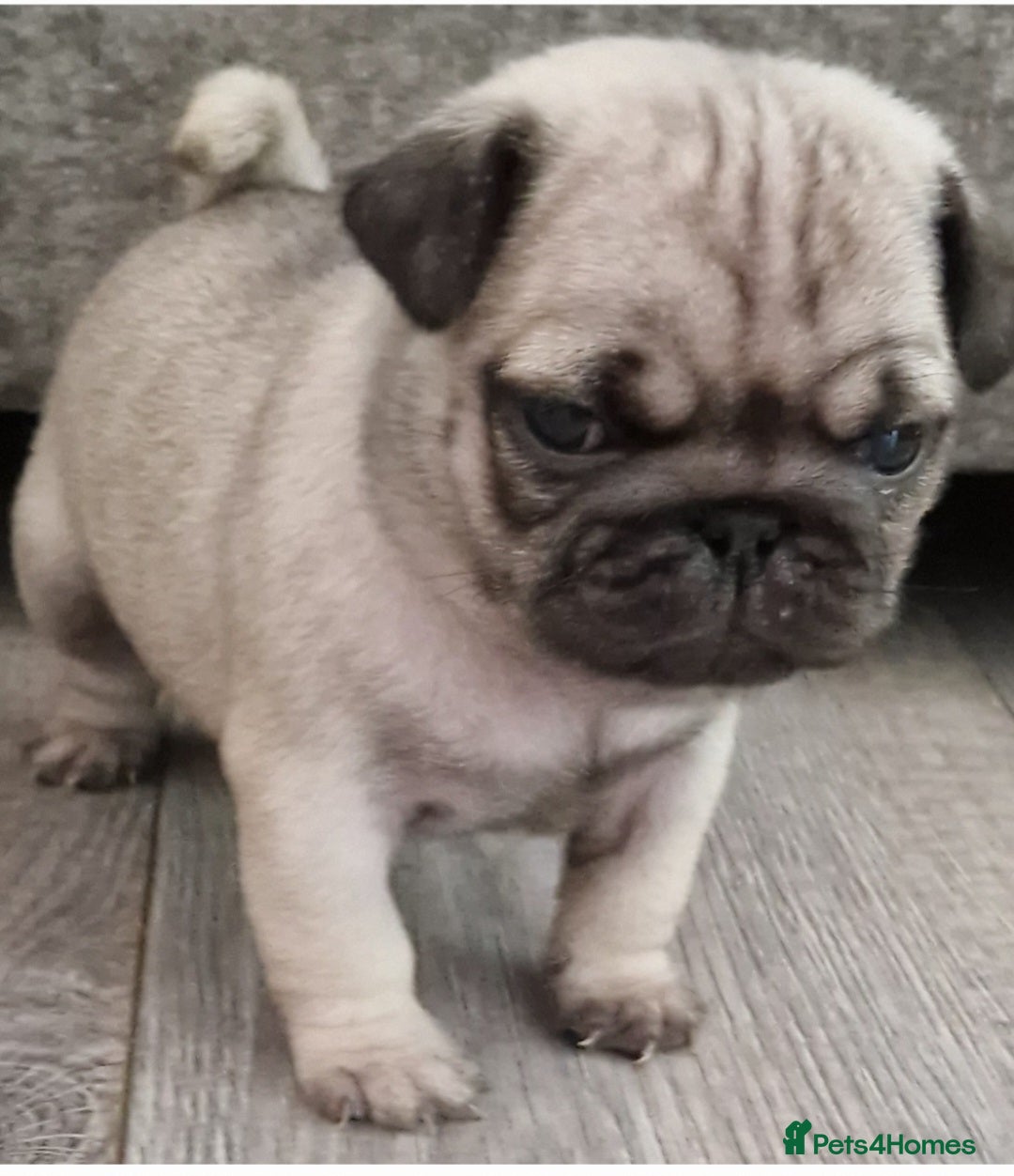 Pug dogs for sale: Perfect pug pups - Image 15
