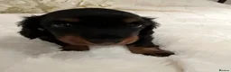 Miniature Dachshund dogs for sale: PICTURE PERFECT little girl  LONG HAIRED  - Advert 8