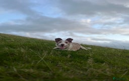 Smooth Collie dogs for sale: Red merle puppy - Image 2