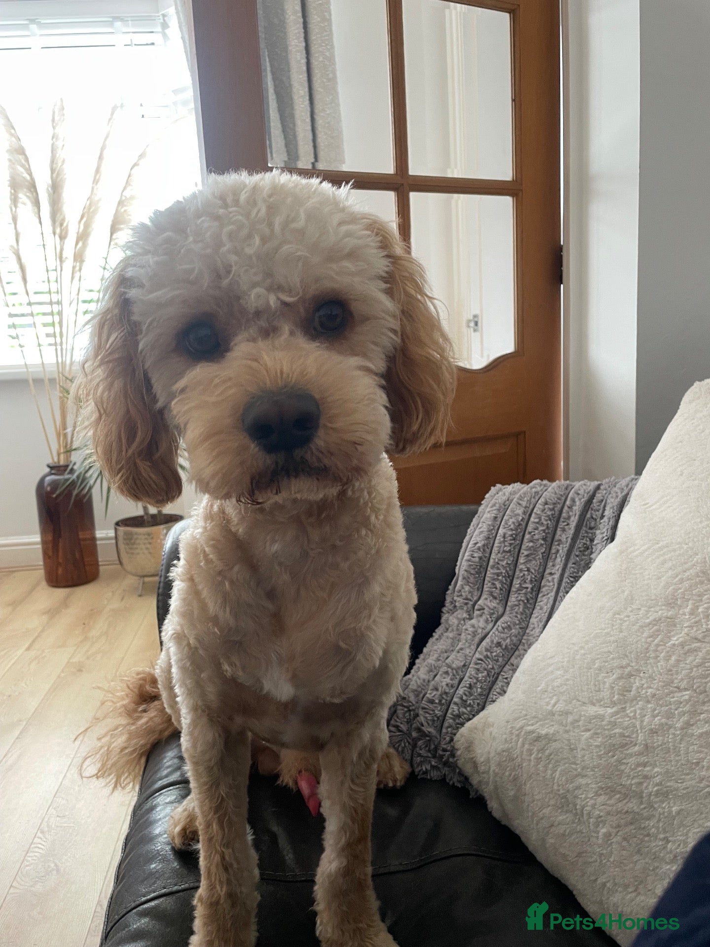 Cockapoo dogs Monty  - Advert 1