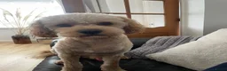 Cockapoo dogs for stud: Monty  in Liverpool - Advert 1