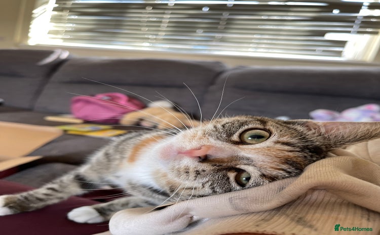 Domestic Shorthair cats - Advert 2