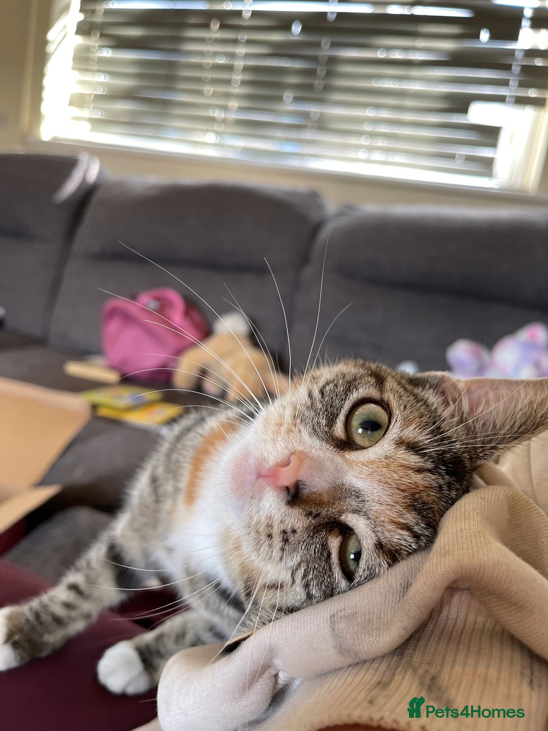 Domestic Shorthair cats for sale: Female Tabby and orange Kitten - Image 1