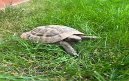 Hermann Tortoise reptiles for sale: Male Hermann tortoise - Image 2