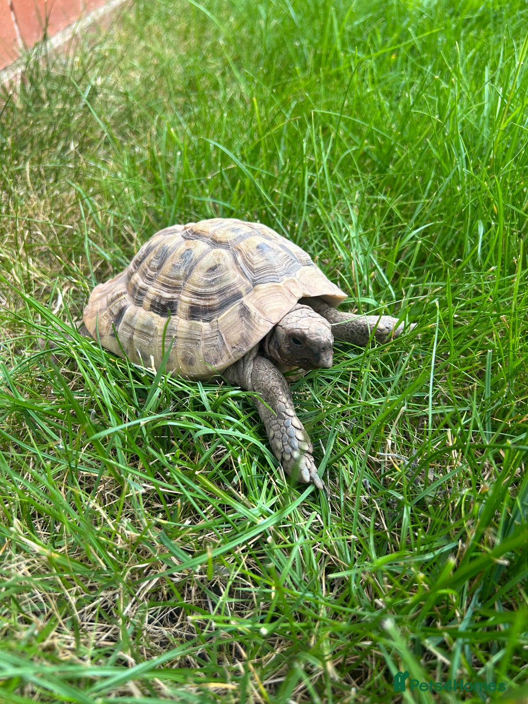 Hermann Tortoise reptiles for sale: Male Hermann tortoise - Image 2