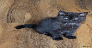 British Shorthair cats - Advert 7