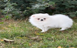 Pomeranian dogs for sale: Baby white Poms  - Image 5