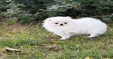 Pomeranian dogs - Advert 15