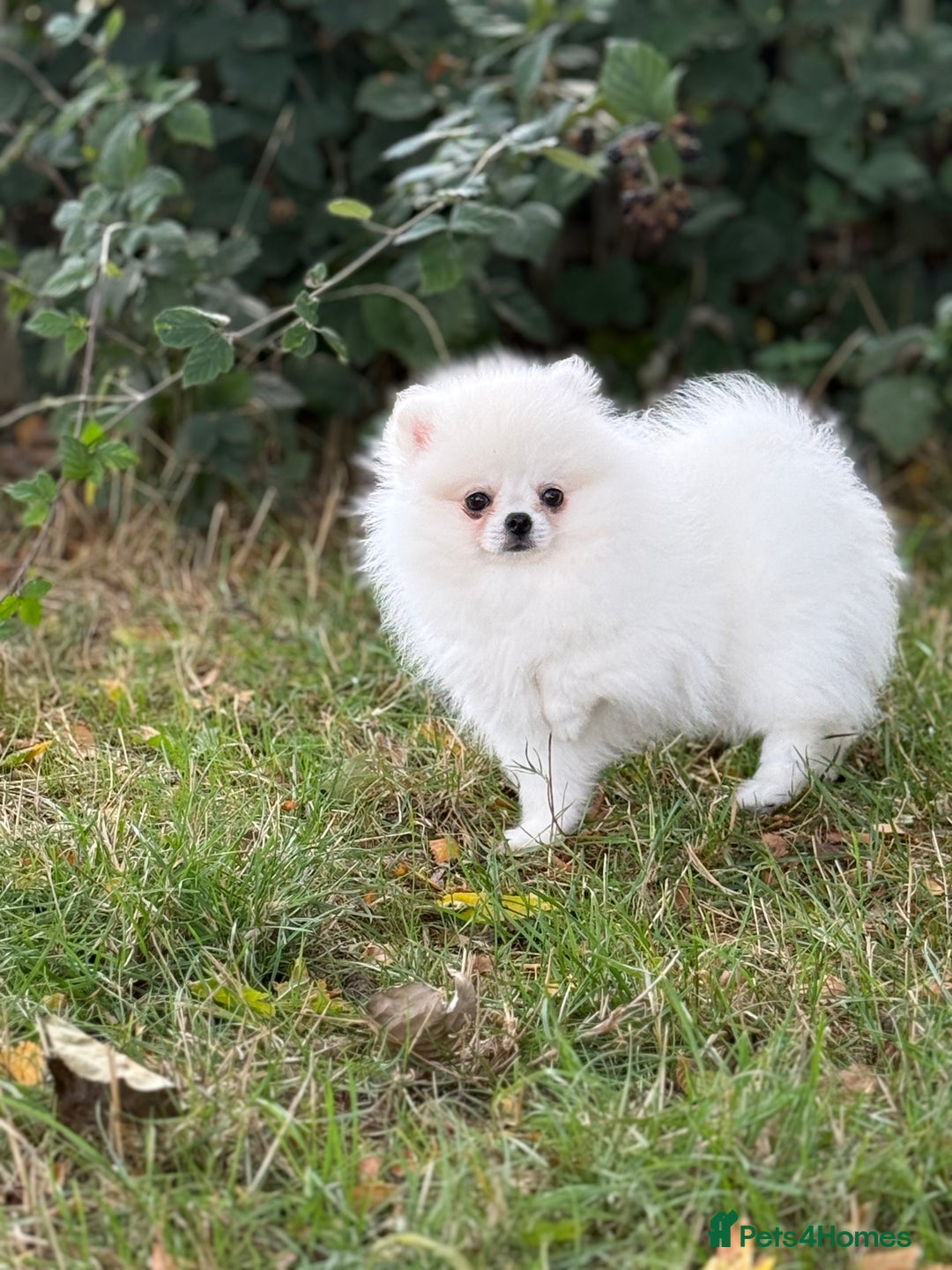 Pomeranian dogs for sale: Baby white Poms  - Image 5