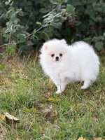 Pomeranian dogs - Advert 15