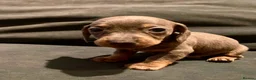 Dachshund dogs for sale: Last 2 puppies available  - Advert 7