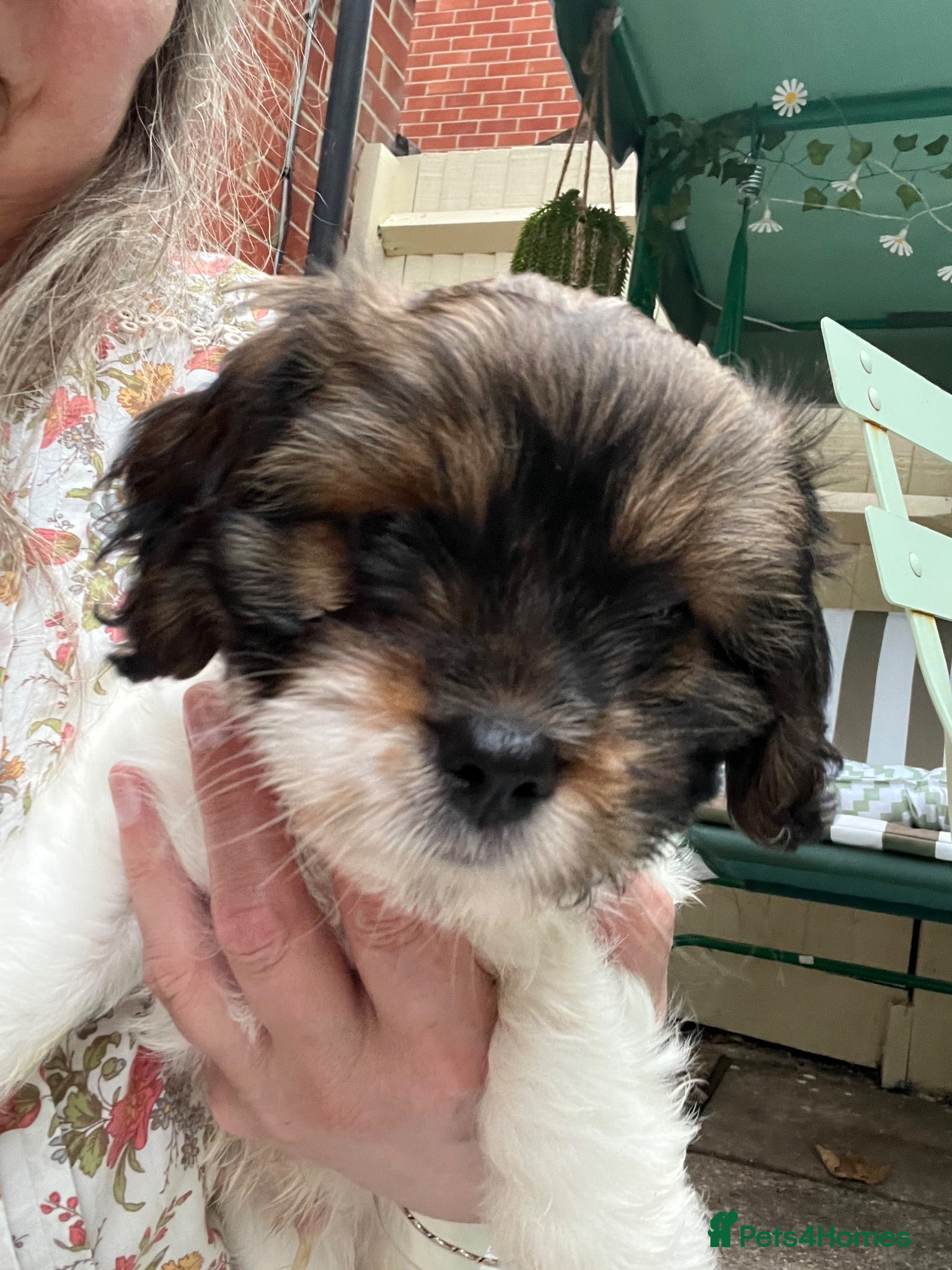Mixed Breed dogs Toy Cavapoo x Jackapoo - Advert 2