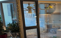 Budgerigars birds for sale: 5 Budgies and an aviary for sale - Advert 1