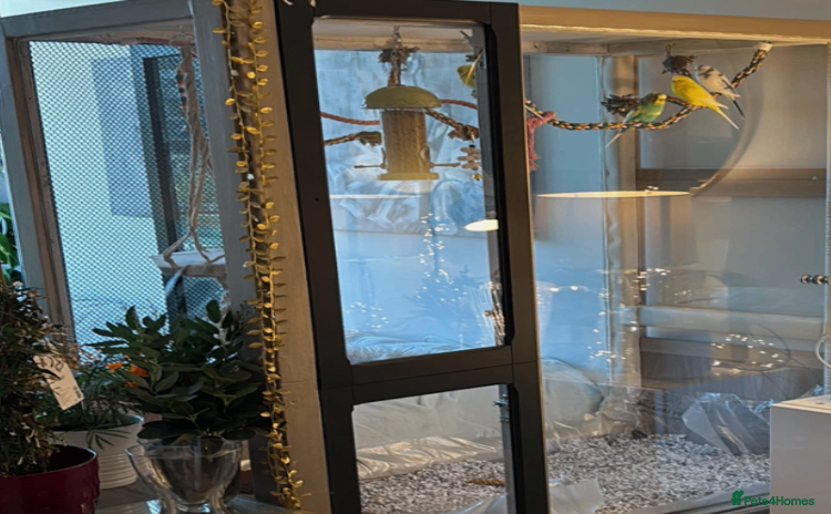 Budgerigars birds 5 Budgies and an aviary for sale - Advert 1