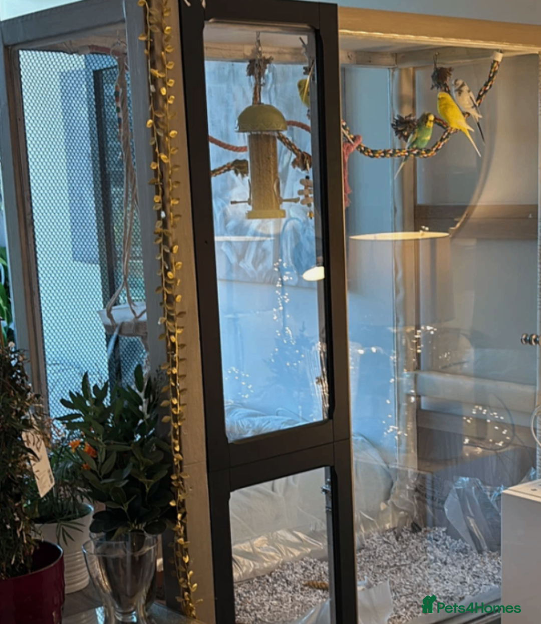 Budgerigars birds for sale: 5 Budgies and an aviary for sale - Advert 1