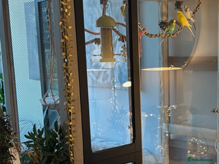 Budgerigars birds 5 Budgies and an aviary for sale - Advert 2