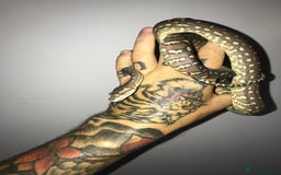 Python Snake reptiles for sale: Morelia bredli python male  - Image 16