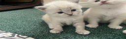 Ragdoll cats for sale: Ragdoll Kittens GCCF lilac and Blue beautiful  in Gainsborough - Advert 8