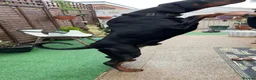 Dobermann dogs for sale: KC Amazing Dobermans  in Luton - Advert 4
