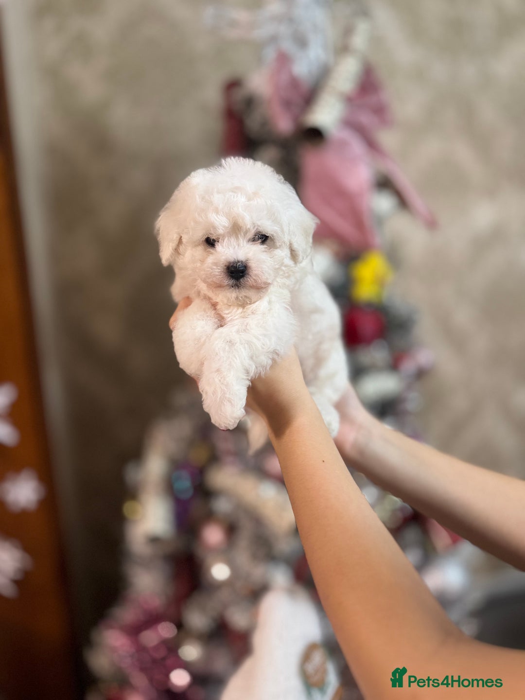 Bichon Frise dogs for sale: champion blood line bichon frise  - Advert 8
