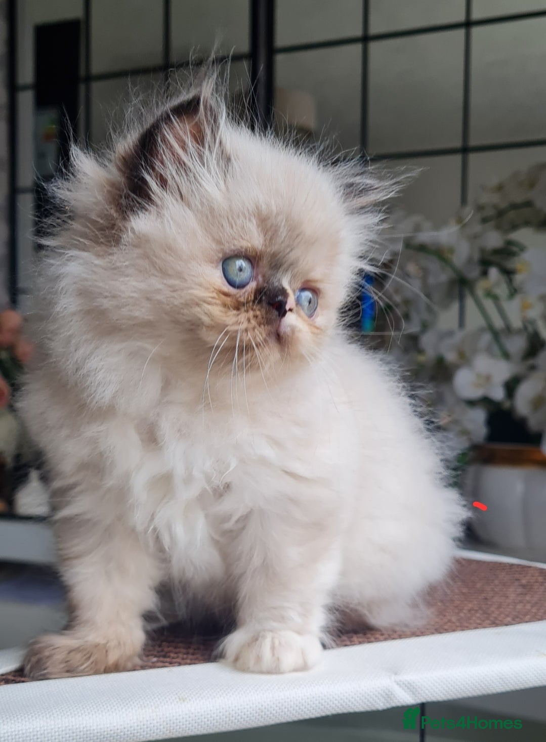 Persian cats Himalayen persian kittens  - Advert 2