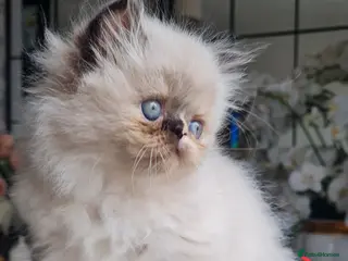 Persian cats Himalayen persian kittens - Advert 2