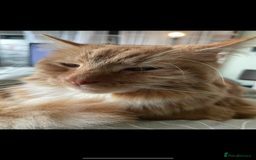 Domestic Shorthair cats for sale: Father& daughter cat Rehome. - Image 5