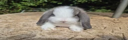 Mini Lop rabbits for sale: 🍓Gorgeous mini lop babies 🍓 - Advert 8