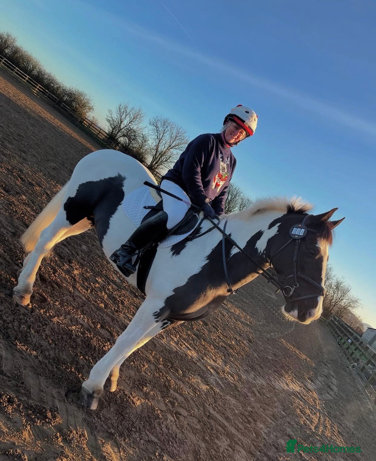 Irish Cob horses 14.2hh 5yo Black and white cob mare - Advert 1