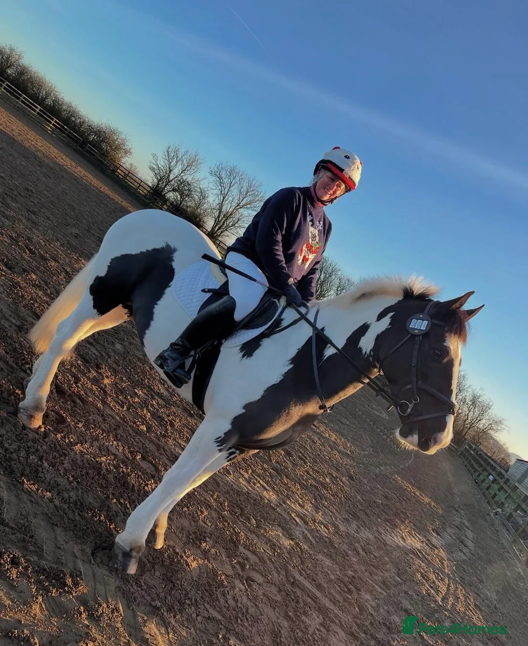 Irish Cob horses for sale: 14.2hh 5yo Black and white cob mare - Advert 1