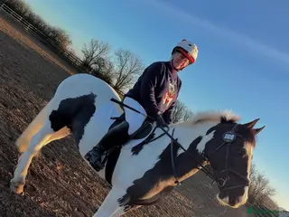 Irish Cob horses 14.2hh 5yo Black and white cob mare - Advert 1