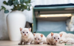 Bengal cats for sale: 3 Snow Bengal Boys-Gorgeous-TICA-Ready in November - Image 2