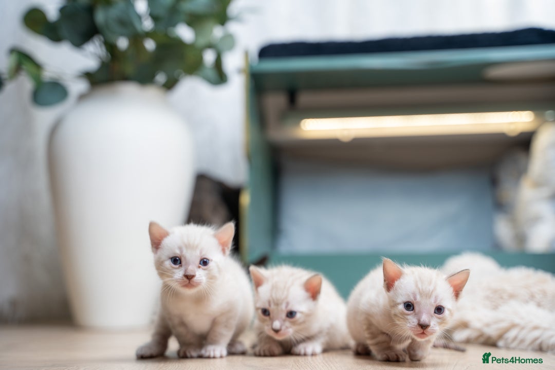 Bengal cats for sale: 3 Snow Bengal Boys-Gorgeous-TICA-Ready in November - Image 2
