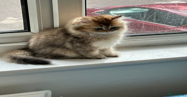 British Longhair cats - Advert 2