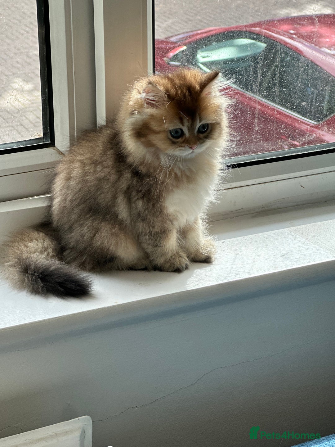 British Longhair cats for sale: Looking for a new family!!!!  - Image 2