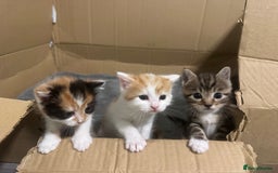 Domestic Shorthair cats for sale: 3 beautiful kittens - Image 1